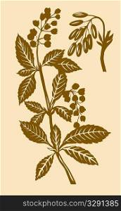 illustration of the plant of the barberry