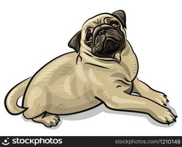 illustration of the pug dog puppy on the white background