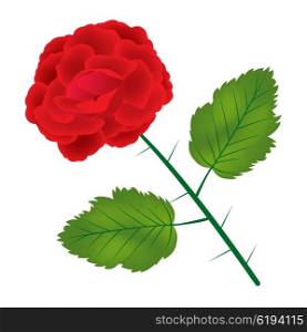 Illustration of the red rose on white background. Red rose on white background
