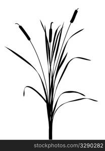 illustration of the reed on white background