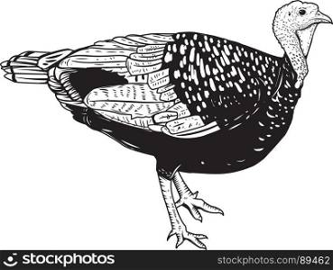Illustration of the turkey isolated on white background. Thanksgiving theme. Design element for poster, emblem, sign, card, banner. Vector illustration