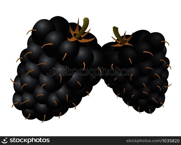 illustration of the two mulberries on the white background. two mulberries