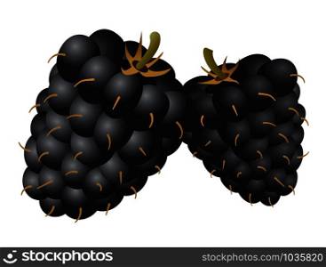 illustration of the two mulberries on the white background. two mulberries