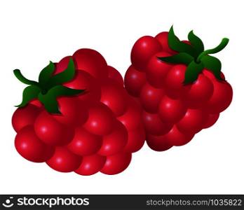 illustration of the two raspberries on the white background. two raspberries