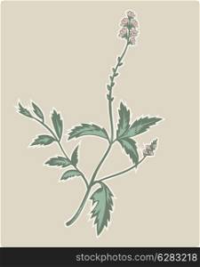 illustration of the vervain or verbena flowering plant.. vervain or verbena flowering plant