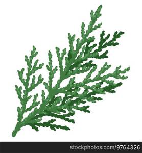 Illustration of thuja branch. Merry Christmas and Happy New Year plant. Holiday design.. Illustration of thuja branch. Merry Christmas and Happy New Year plant.