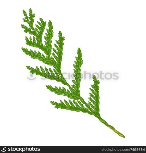 Illustration of thuja branch. Stylized hand drawn image in retro style.. Illustration of thuja branch.