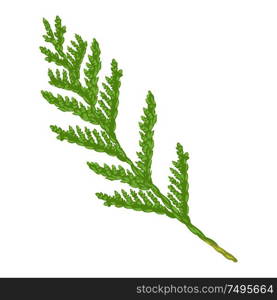 Illustration of thuja branch. Stylized hand drawn image in retro style.. Illustration of thuja branch.