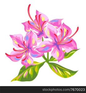 Illustration of tropical azalea flower. Decorative exotic plant.. Illustration of tropical azalea flower.