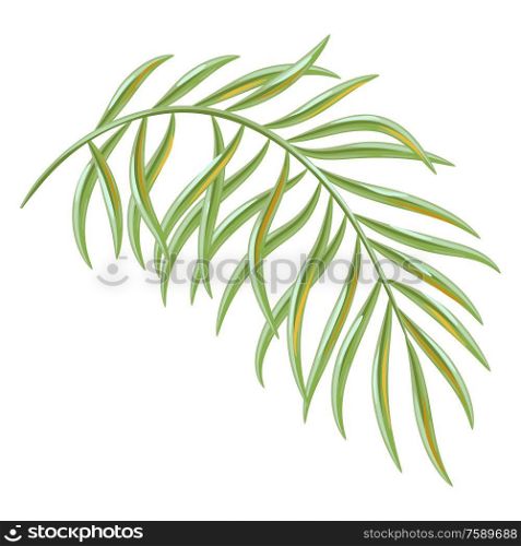 Illustration of tropical coconut palm leaf. Decorative exotic plant.. Illustration of tropical coconut palm leaf.