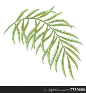 Illustration of tropical coconut palm leaf. Decorative exotic plant.. Illustration of tropical coconut palm leaf.
