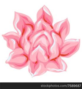 Illustration of tropical etlingera flower. Decorative exotic plant.. Illustration of tropical etlingera flower.