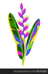 Illustration of tropical heliconia flower. Decorative exotic plant.. Illustration of tropical heliconia flower.