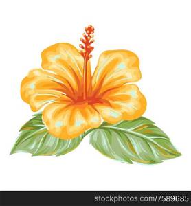 Illustration of tropical hibiscus flower. Decorative exotic plant.. Illustration of tropical hibiscus flower.