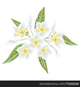 Illustration of tropical plumeria flower. Decorative exotic plant.. Illustration of tropical plumeria flower.