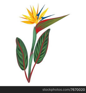 Illustration of tropical strelitzia flower. Decorative exotic plant.. Illustration of tropical strelitzia flower.