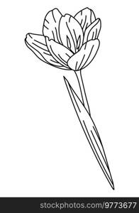 Illustration of tulip flower. Beautiful decorative plant. Natural image.. Illustration of tulip flower. Beautiful decorative plant.