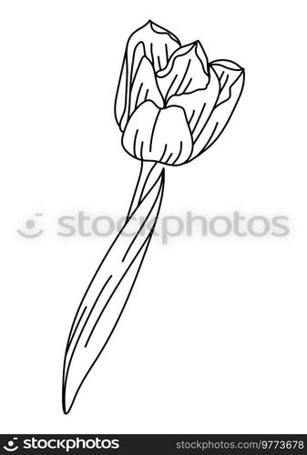 Illustration of tulip flower. Beautiful decorative plant. Natural image.. Illustration of tulip flower. Beautiful decorative plant.