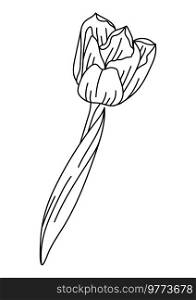 Illustration of tulip flower. Beautiful decorative plant. Natural image.. Illustration of tulip flower. Beautiful decorative plant.