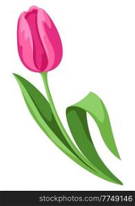 Illustration of tulip flower. Beautiful decorative spring plant. Natural image.. Illustration of tulip flower. Beautiful decorative spring plant.