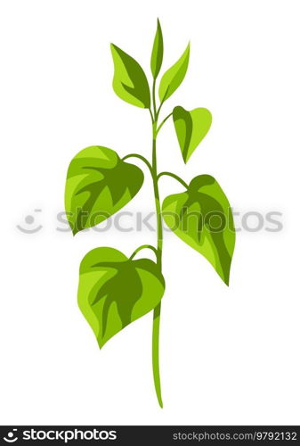 Illustration of twigs with leaves. Beautiful decorative spring plant. Natural image.. Illustration of twigs with leaves. Beautiful decorative spring plant.