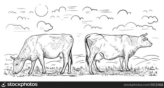 Illustration of two cows that graze in the meadow. Design element for poster, card, banner, emblem. Vector illustration
