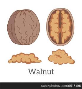 Illustration of Walnut Kernels. Illustration of walnut kernels. Ripe walnut kernels in flat. Several brown walnut. Healthy vegetarian food. Isolated vector illustration on white background.