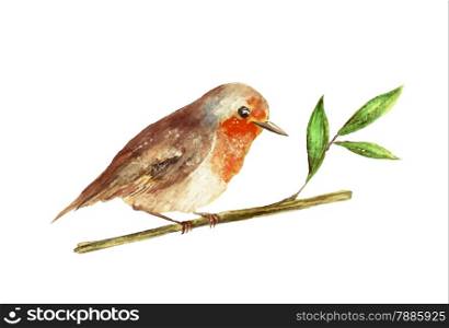 Illustration of watercolo robin