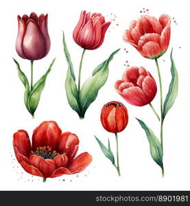 Illustration of watercolor hand drawn set of colorful red tulips isolated on white background. Spring flowers. Card for Mothers day, 8 March, wedding.