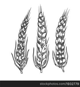 Illustration of wheat spikelets in engraving style. Design element for poster, card, banner, menu. Vector illustration