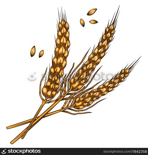 Illustration of wheat spikelets in engraving style. Design element for poster, card, banner, menu. Vector illustration