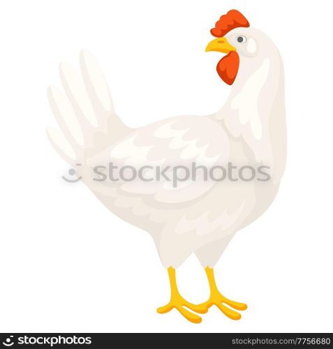 Illustration of white chicken. Images for gastronomy, food and agricultural industries.. Illustration of white chicken. Images for food and agricultural industries.