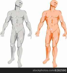 illustration on the human anatomy showing a male standing on isolated background. male human anatomy standing