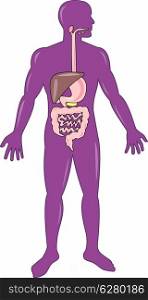 illustration on the human anatomy showing a male standing with internal organs stomach intestines on isolated background. male human anatomy standing