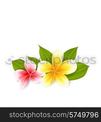 Illustration pink and yellow frangipani (plumeria), exotic flowers isolated on white background - vector