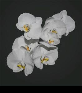 Illustration romantic beautiful orchids blossom, isolated on grey background - vector