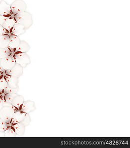 Illustration Sakura Flowers, Floral Banner for Springtime - Vector