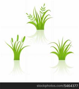 Illustration set green grass isolated on white background - vector