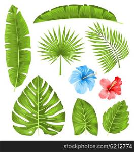 Illustration Set of Tropical Leaves, Collection Plants Isolated on White Background - Vector