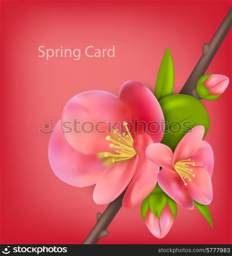 Illustration spring greeting card with branch of Japanese Quince (Chaenomeles japonica) in bloom - vector
