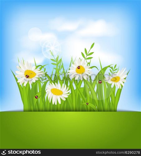 Illustration spring nature background with camomiles, ladybugs, grass, blue sky, clouds - vector