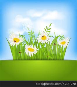 Illustration spring nature background with camomiles, ladybugs, grass, blue sky, clouds - vector