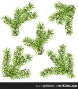 Illustration Spruces Branches Isolated on White Background. Traditional Elements for New Year Design - Vector