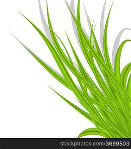 Illustration summer green grass isolated on white background - vector