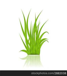 Illustration summer green grass with reflection - vector