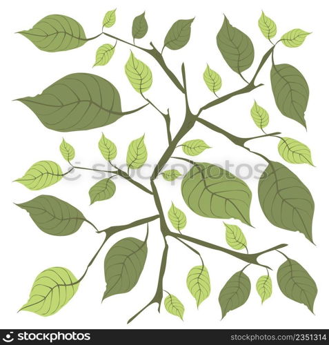 Illustration Vector of Beautiful Fresh Green Leaves Isolated on A White Background. 