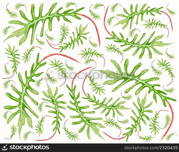 Illustration Vector of Philodendron Xanadu or Thaumatophyllum Xanadu Leaves Background.