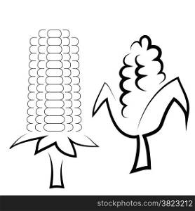 illustration with corn cobs on white background