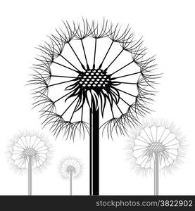 illustration with dandelions siltouettes on white background