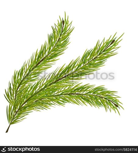 illustration with fir branch isolated on white background. Illustration Fir Branch Isolated on White Background - Vector